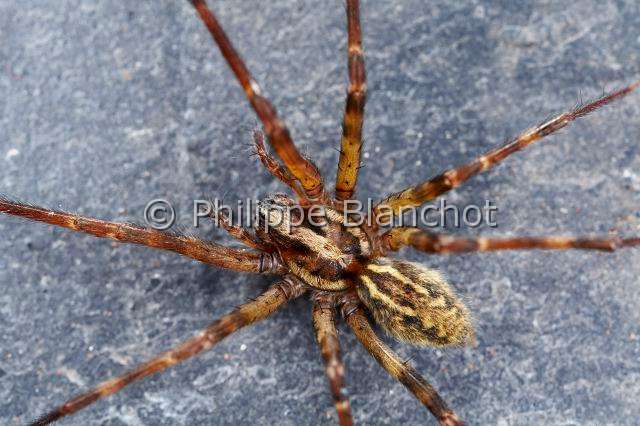 Agelenidae_4901.JPG - France, Pyrénées-Atlantiques (64), Araneae, Tégénaire pyrénéenne (Tegenaria inermis), House spider